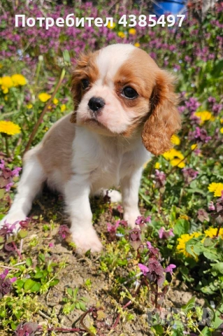 Момиче кавалер Кинг Чарлз Шпаньол, снимка 2 - Кавалер кинг чарлз шпаньол - 54347203