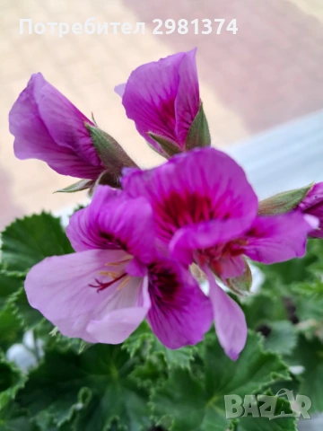 Кралски мушката, снимка 9 - Стайни растения - 54292443