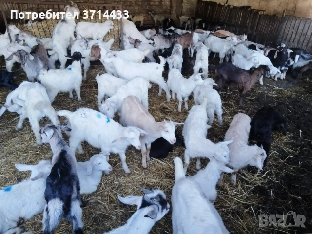 Продавам ярета, снимка 3 - Кози - 54332210