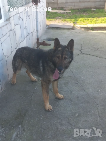 Немска овчарка 