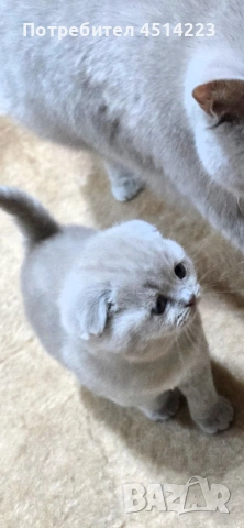 Шотландско клепоухо коте женско, снимка 2 - Британска късокосместа - 54990975