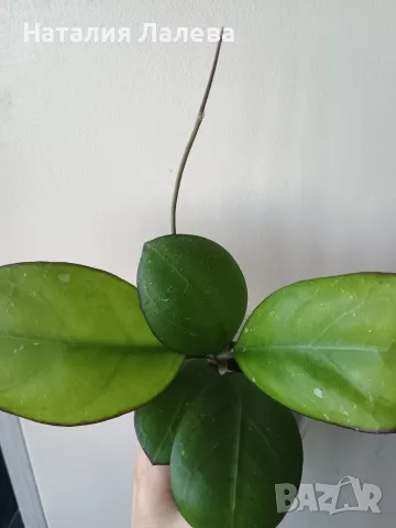 Хоя, hoya Nathalie