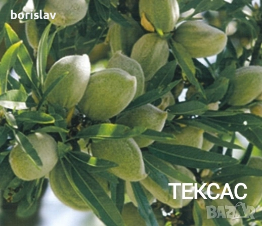 Бадеми, орехи, плодни дръвчета