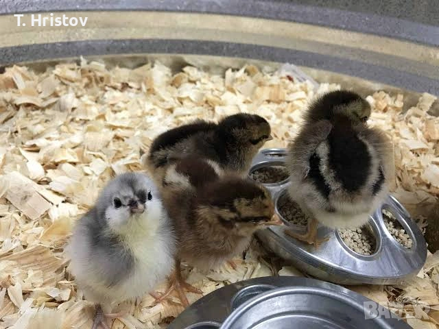 Пилета и кокошки, снимка 2 - Кокошки и пуйки - 54812345