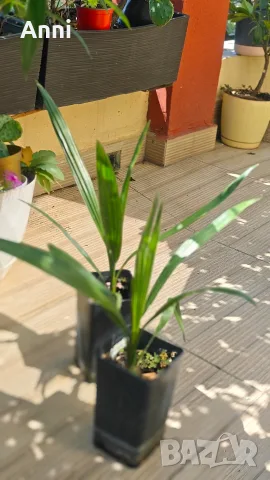 🌴 Канарска финикова палма (Phoenix canariensis) – здраво младо растение, снимка 2 - Градински цветя и растения - 55661591