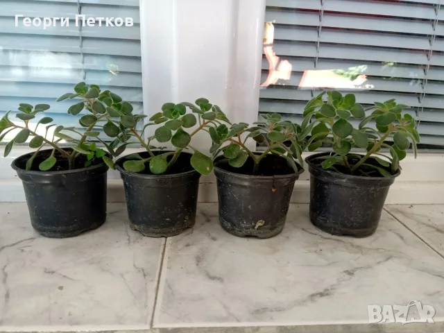 Дървото на Парите , с височина около 10 см., снимка 3 - Стайни растения - 52060739