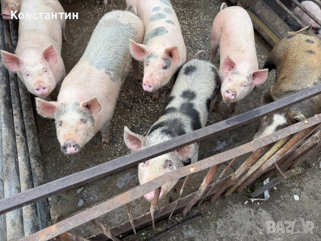 Трупно пърлено от домашни прасета, снимка 2 - Прасета - 54023138