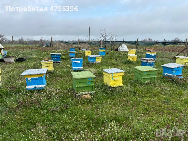 Кошери с пчели