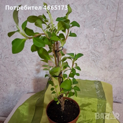 Еуфорбия/Христов венец Цвете, снимка 7 - Стайни растения - 54742956