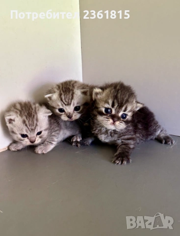 Шотландски котенца, снимка 3 - Британска късокосместа - 54478164