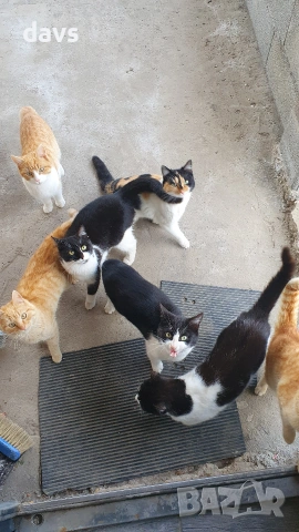 Травмирана котка остава на улицата, снимка 8 - Други - 55102605