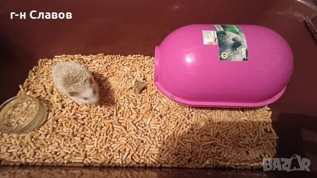 Африканско Таралежче с оборудване и храна. , снимка 4 - Таралеж - 54201276