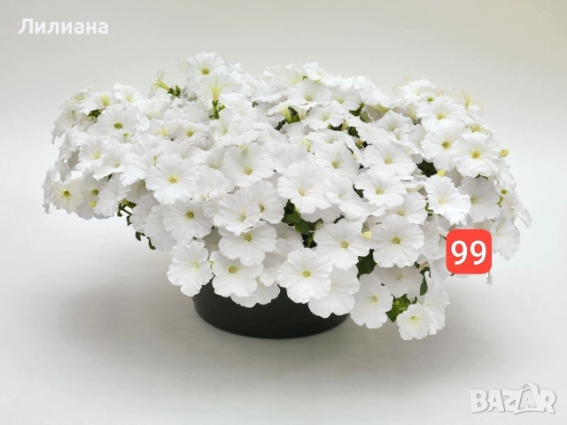 Петуния. Цветя за саксии и градина, снимка 8 - Разсади - 54640925