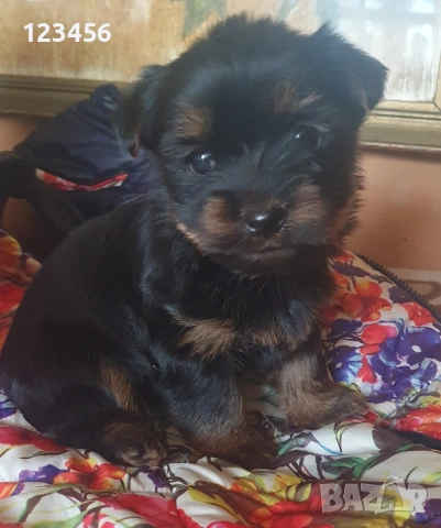 Малко мъжко йорки , снимка 5 - Йоркширски териер - 54049943