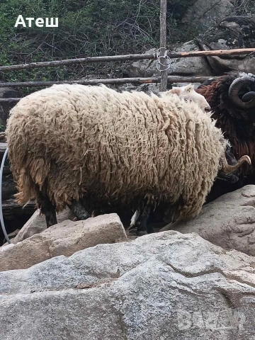коч кочове за продан, снимка 2 - Овце - 53992264