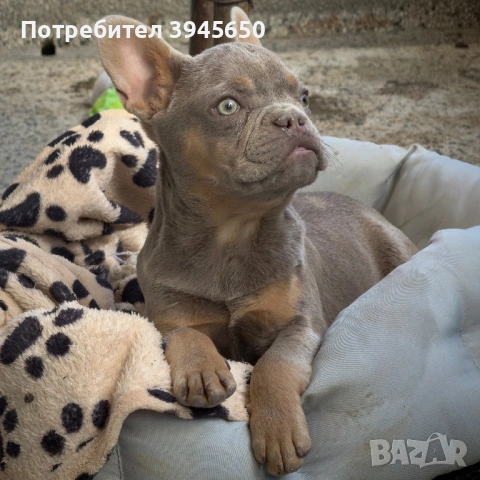 Френски булдог - Изабела 