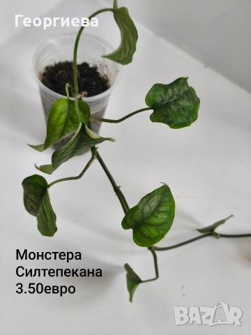 филодендрон , снимка 3 - Стайни растения - 54669422
