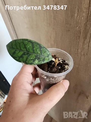 Хоя Ranauensis, снимка 2 - Стайни растения - 53992765