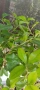 Фикус Бенджамин Microcarpa, височина 145-135см, снимка 7
