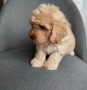Shih poo/Mini poodle , снимка 9