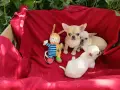 мъжко чихуахуа. , снимка 4
