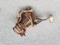 Мелачка мелница роначка, снимка 4