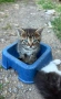 Подарявам котенца, снимка 2