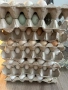 Домашни яйца , снимка 1