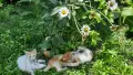 Подарявам малки котета, снимка 2