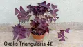 Оксалис Oxalis Triangularis , снимка 1