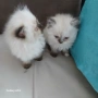 Коте Регдол, снимка 10