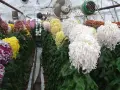 ХРИЗАНТЕМА СОРТОВА, ЖЪЛТА - Разсад, снимка 6