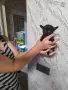 Продавам дългокосмести чихуа хуа , снимка 2