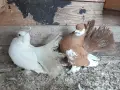 Продавам Ростовски, снимка 2