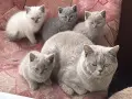Чистокръвни британски котенца, снимка 6