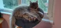 Персийски котета, снимка 15