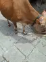Юница "Джерсе". , снимка 2