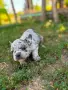 Френски булдог.  , снимка 3