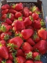 Продавам разсад ягоди , снимка 4