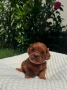 Кавапу Cavapoo, снимка 1