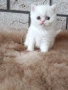 Женско котенце 🐈, снимка 6