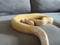Боа Удушвач / Boa constrictor, снимка 4