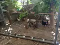 Кокошки и петли, снимка 4