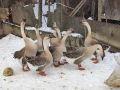 Продавам гъски патици токачки, снимка 2