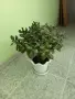 Продавам дървото на живота, снимка 2