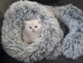 Много Красиво Котенце .Момченце като Меченце, снимка 2