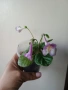 Мини синингия, mini siningia, снимка 1