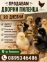 Домашни дворни пиленца, снимка 1