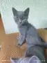 британски котенца , снимка 3