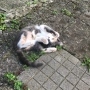 Малко коте, котенце, снимка 4